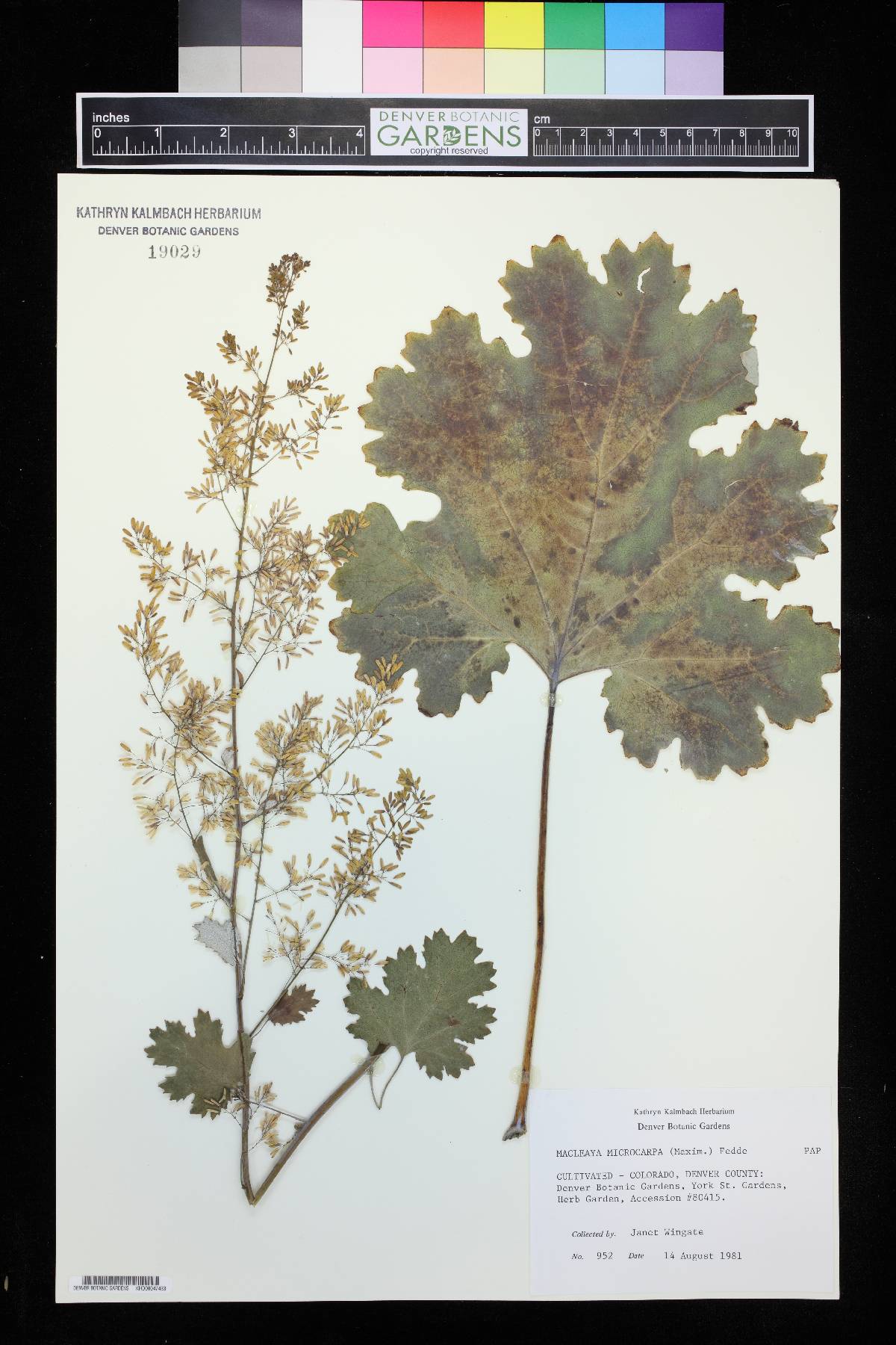 Macleaya microcarpa image