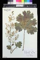 Macleaya microcarpa image