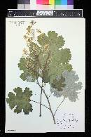 Macleaya microcarpa image