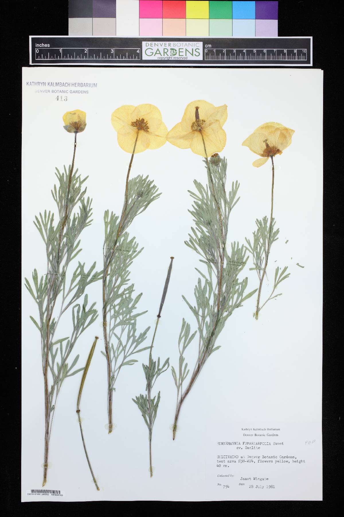 Hunnemannia fumariifolia image