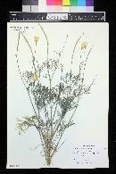 Eschscholzia californica image