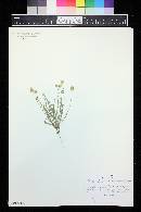 Plantago ovata image