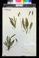 Plantago tweedyi image