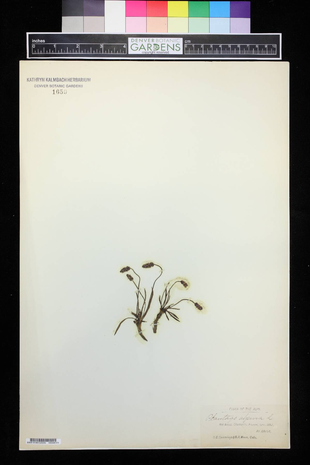 Plantago alpina image