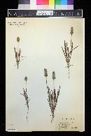 Plantago helleri image