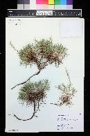 Acantholimon acerosum image