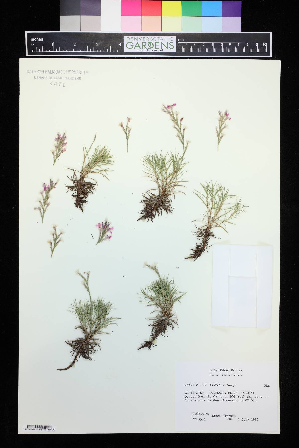 Acantholimon araxanum image