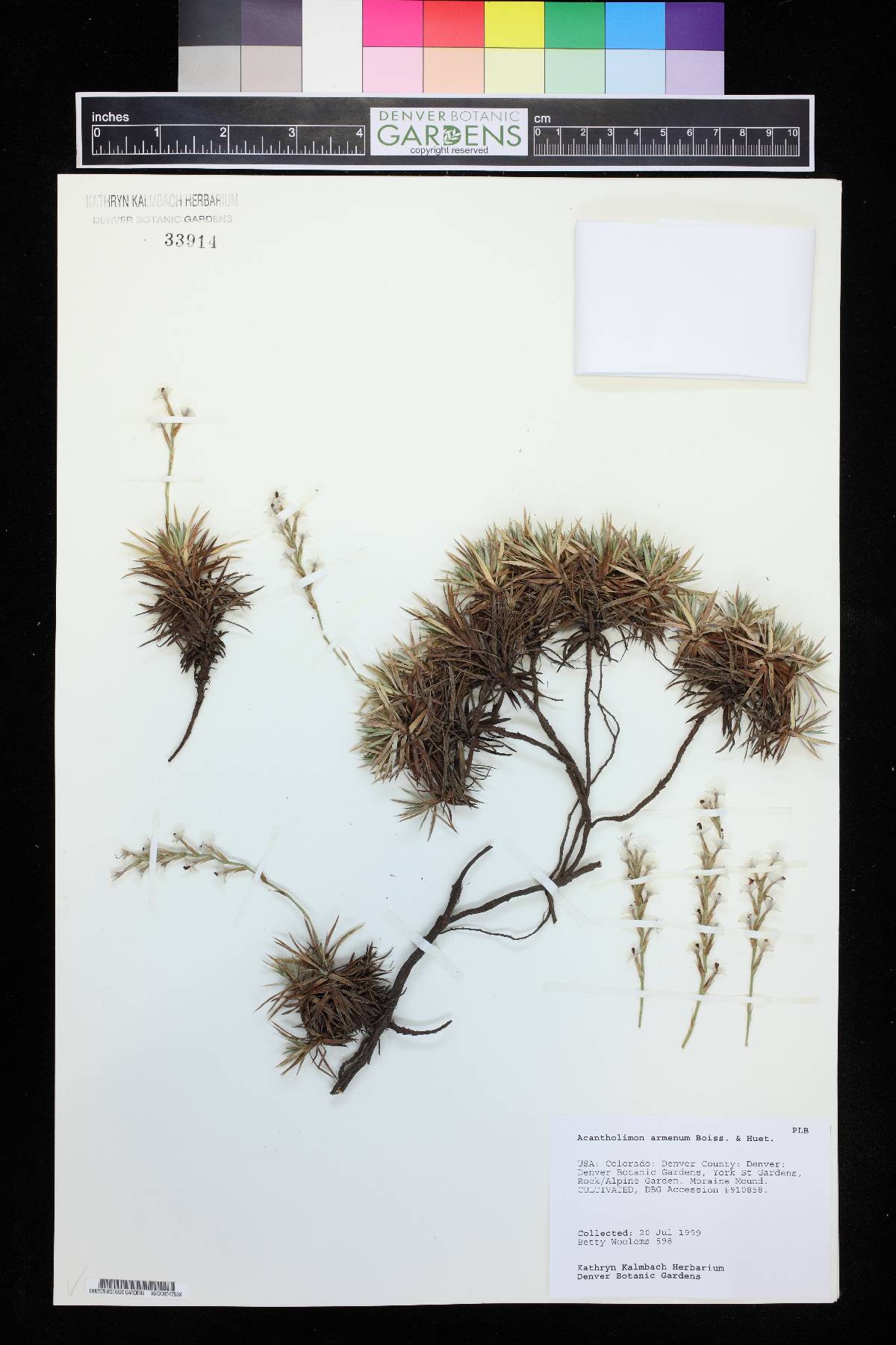 Acantholimon armenum image