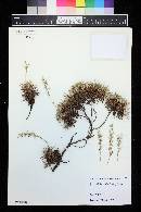 Acantholimon armenum image