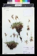 Media resource of Acantholimon glumaceum