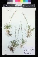 Acantholimon hypochaerum image