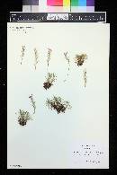 Acantholimon venustum image