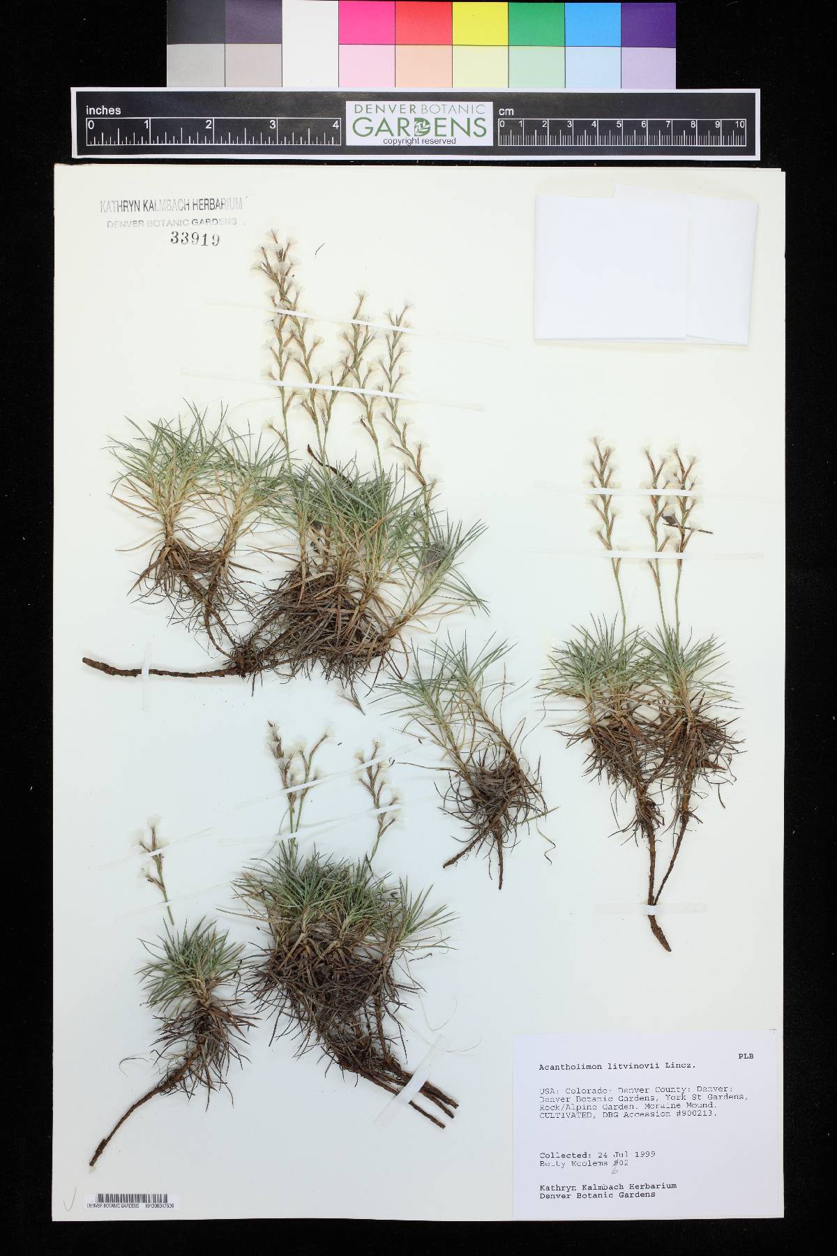 Acantholimon litvinovii image