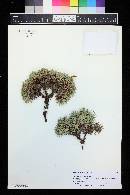 Media resource of Acantholimon puberulum