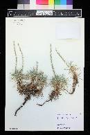 Acantholimon venustum image