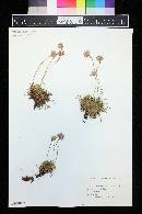 Armeria maritima image