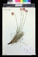 Armeria maritima image