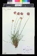 Armeria maritima image