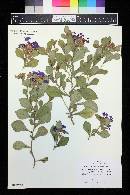 Ceratostigma plumbaginoides image