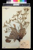 Limonium californicum image