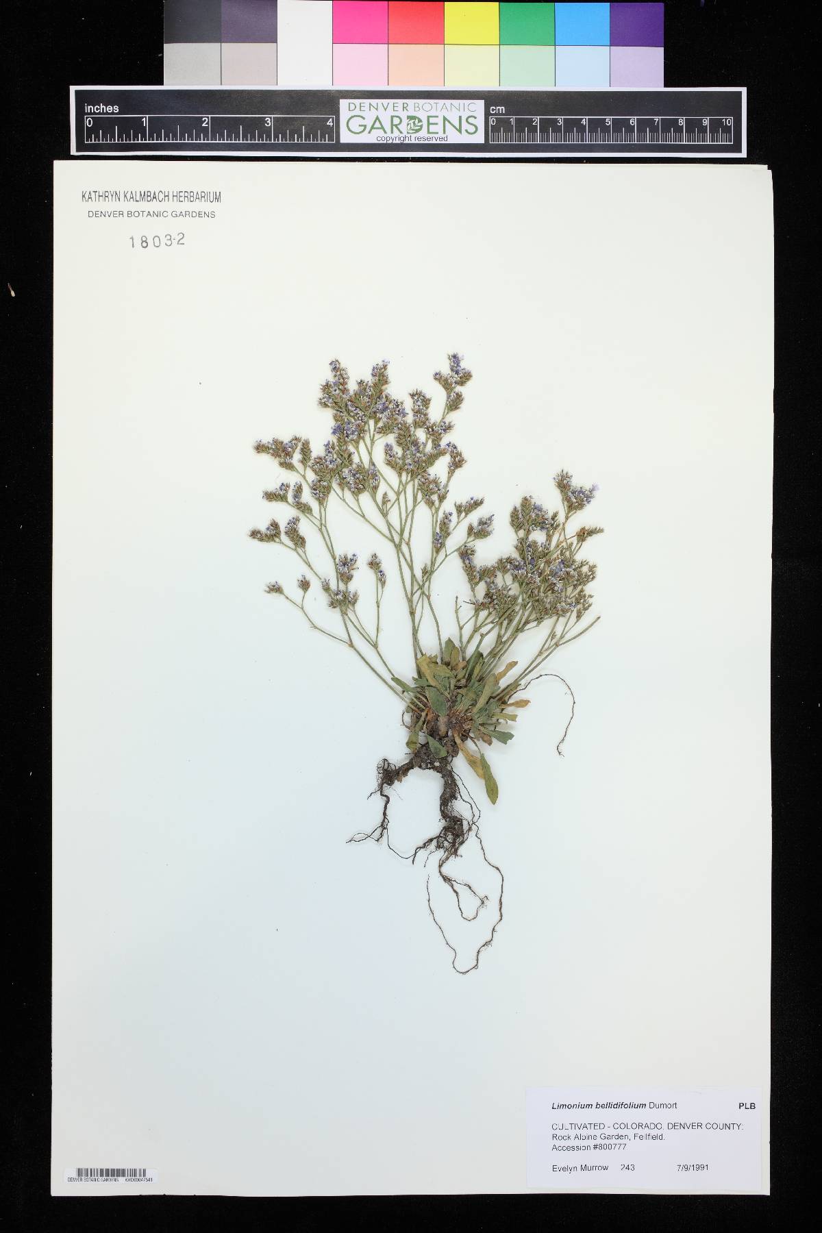 Limonium bellidifolium image
