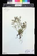 Limonium bellidifolium image