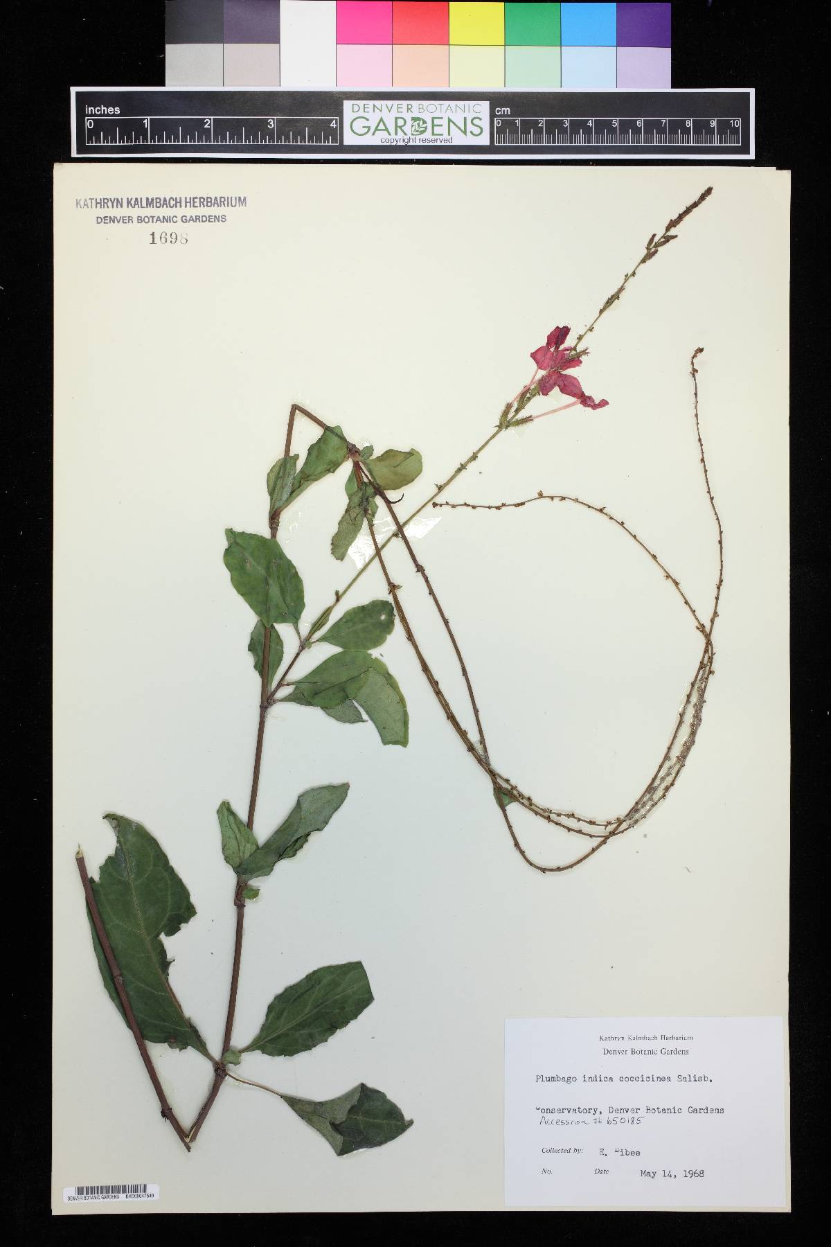 Plumbago indica image