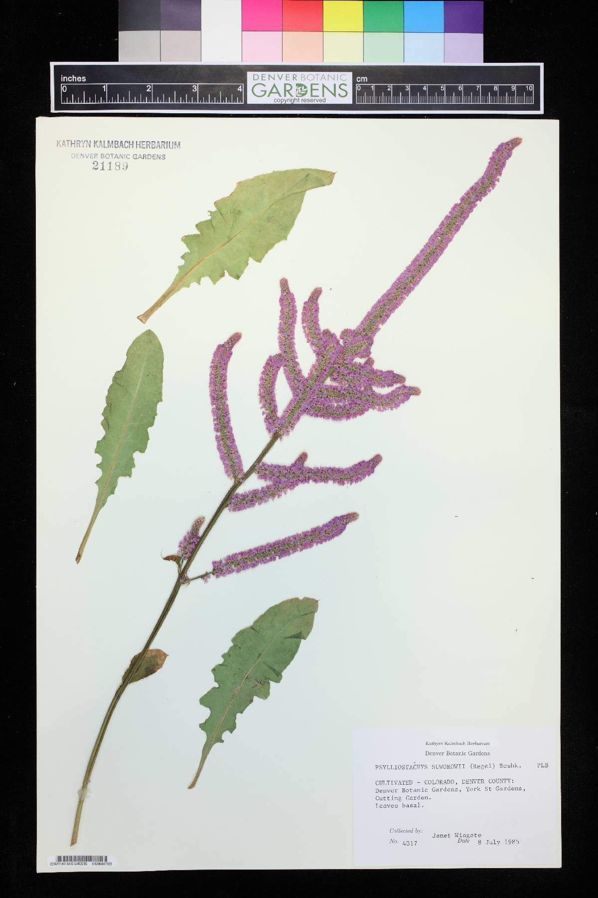 Psylliostachys image