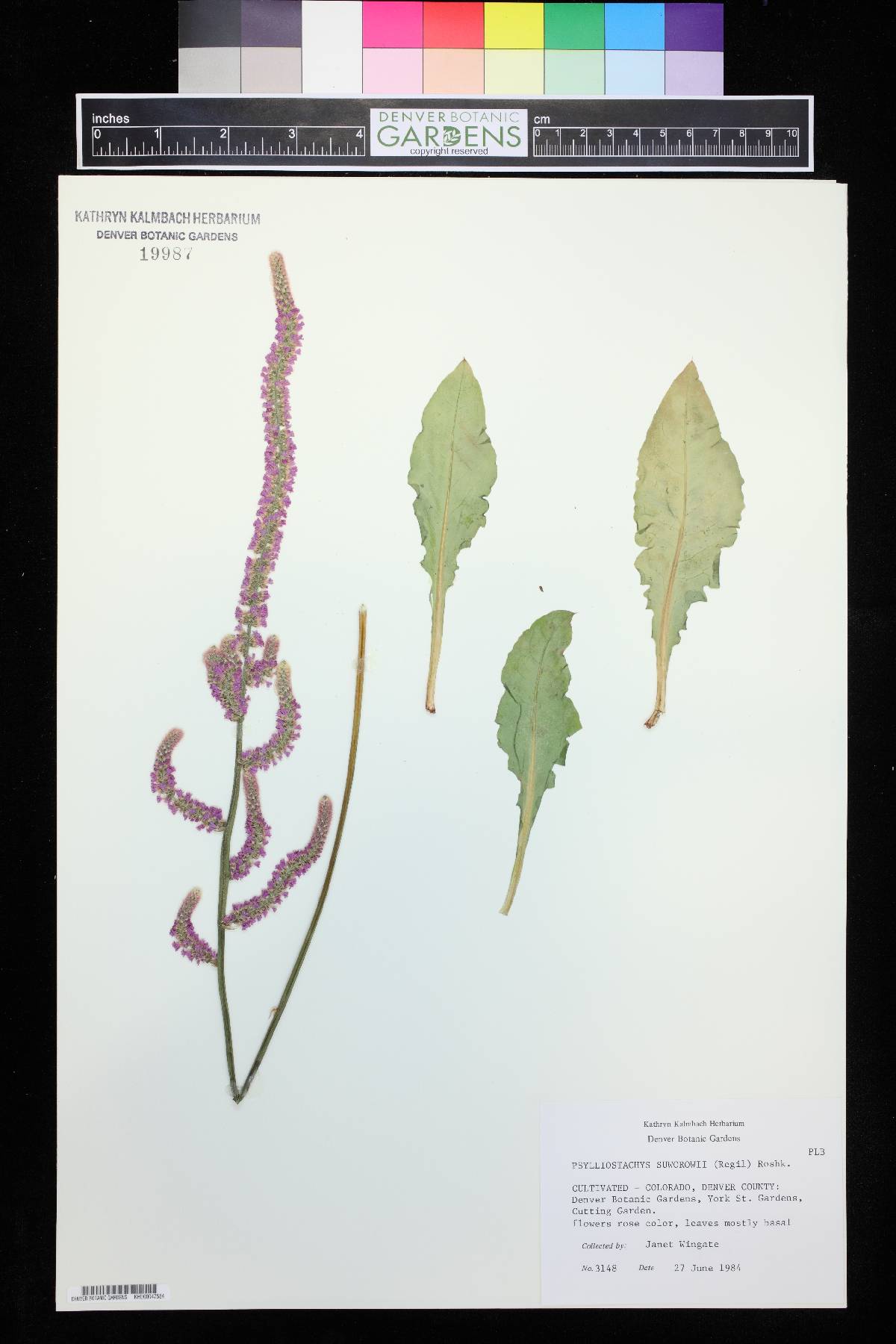 Psylliostachys suworowii image