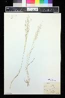 Agrostis nebulosa image