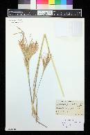 Andropogon glomeratus image