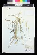 Andropogon longiberbis image