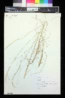 Image of Achnatherum bromoides