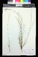 Aristida longespica var. geniculata image