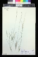 Aristida longespica image