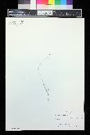 Aristida purpurascens image