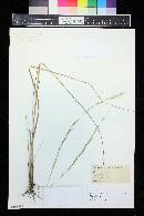 Aristida stricta image