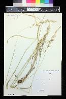 Arrhenatherum elatius subsp. elatius image