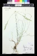 Poa nervosa image