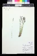 Poa glauca subsp. rupicola image