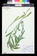 Lactuca tatarica var. pulchella image