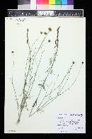 Coreopsis tinctoria image