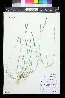 Muhlenbergia filiformis image