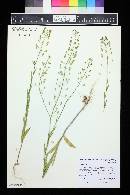 Camelina microcarpa image