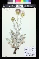 Cirsium undulatum image