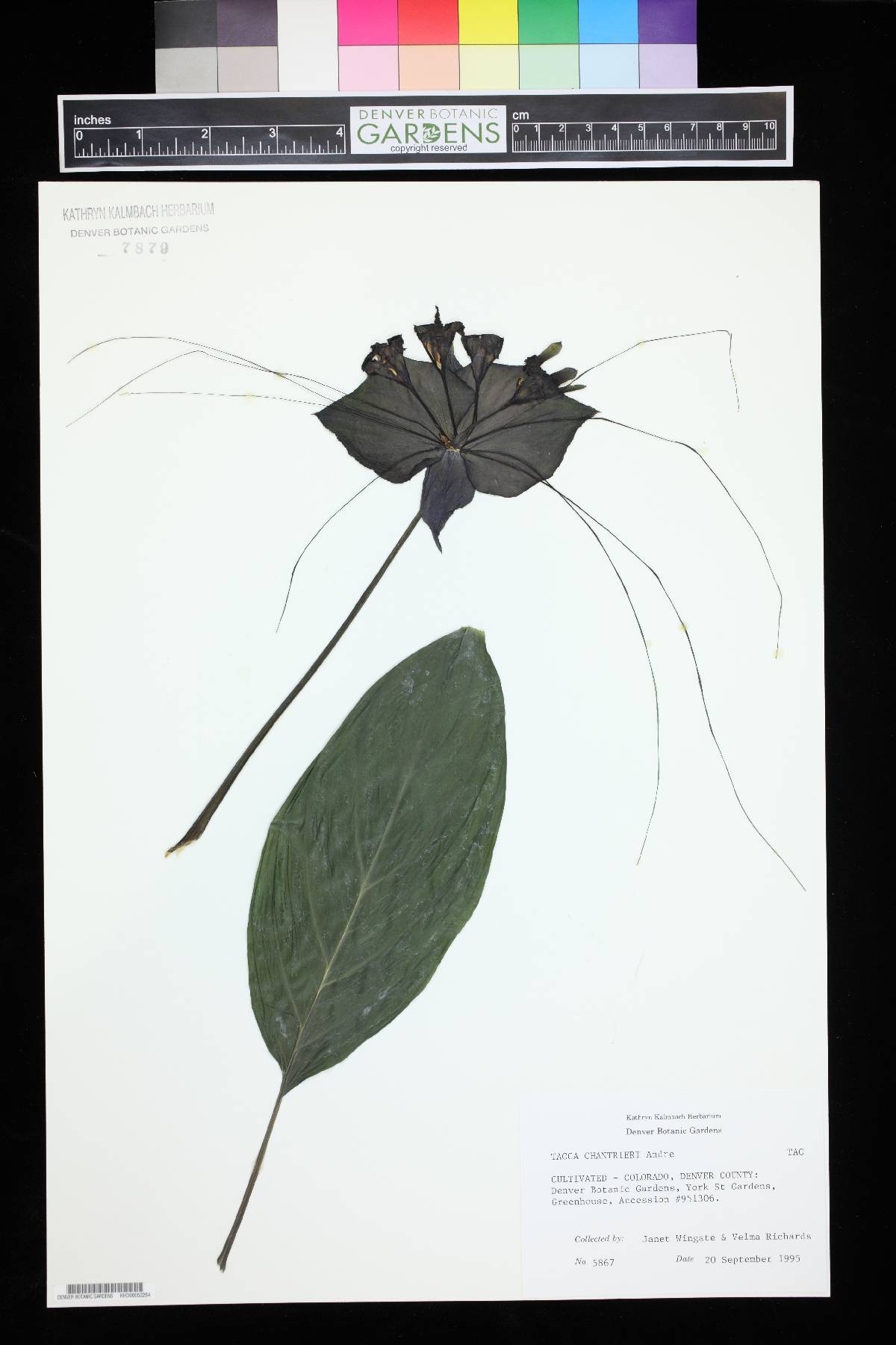 Tacca chantrieri image