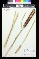 Typha latifolia image