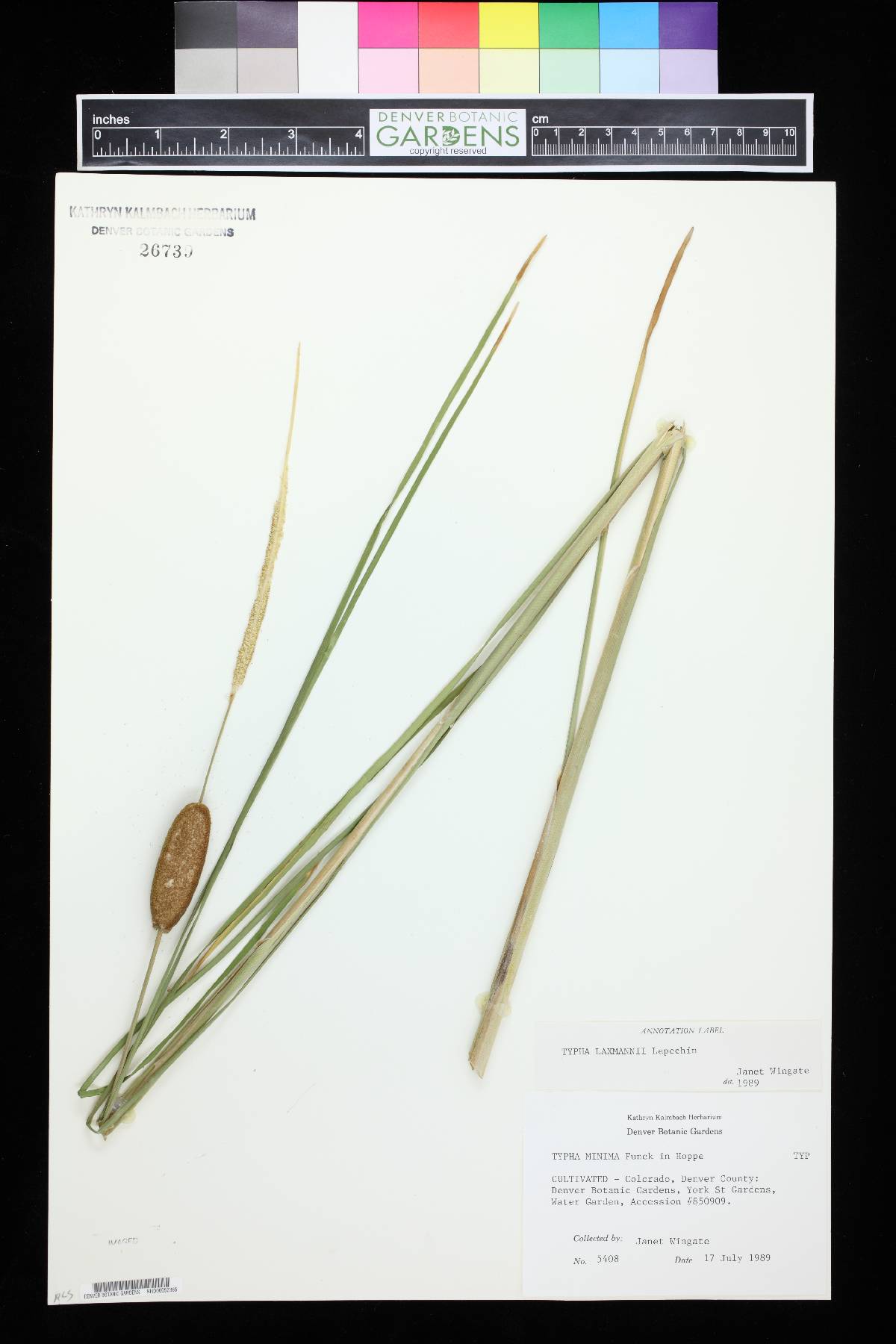 Typha laxmannii image