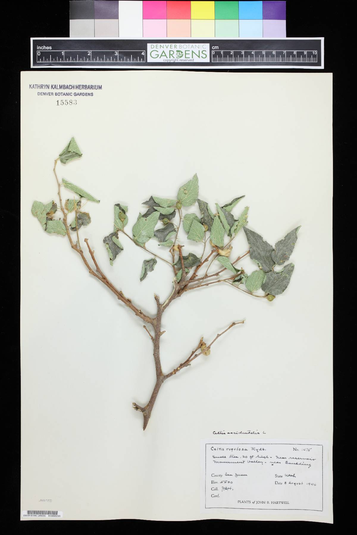 Celtis rugosa image