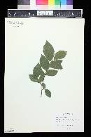 Ulmus alata image